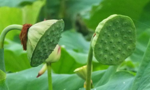 莲子心莲子心-莲子和莲子心的药用区别网- 莲子跟莲子心功效一样吗知识,分享莲子心还是莲子心